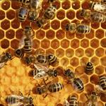 پروژه-کارآفرینی-پرورش-زنبور-عسل
