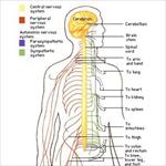 سیستم-عصبی-(nervous-system)-و-فرایند-ترمیم-اعصاب-محیطی