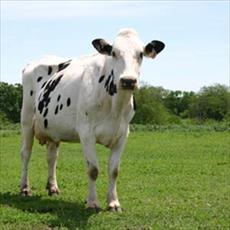 پروژه آزمون نتایج در گاوهای شیری    
