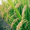 مقاله گره بندي در برنج  (همزيستي بيولوژيکي برنج و باکتري)    
