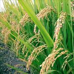 مقاله-گره-بندی-در-برنج-(همزیستی-بیولوژیکی-برنج-و-باکتری)