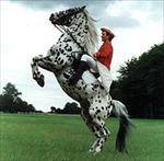 تحقیق-ورزش-اسب-سواری