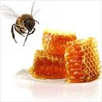 طرح-توجیهی-پرورش-و-نگهداری-زنبور-عسل