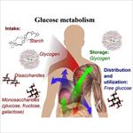تحقیق-کربوهیدرات-ها-و-انواع-آن-متابولیسم-سلولی-مربوط-به-آن