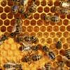 طرح کارآفرینی پرورش زنبور عسل