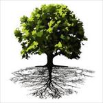 نقش-ریشه-و-پایه-های-درختان-میوه-در-سازگاری-با-عوامل-محیطی