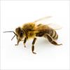 تحقیق درباره زنبورعسل