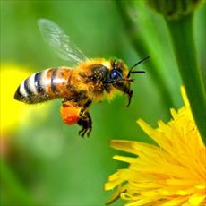 پاورپوینت تولید مثل و تشکیلات کندوی زنبور عسل
