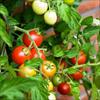 پاورپوینت کنترل علف های هرز گوجه فرنگی    
