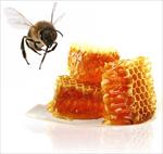 طرح-توجیهی-پرورش-زنبور-عسل