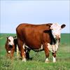 تحقیق پرورش گاو گوشتی