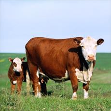 تحقیق پرورش گاو گوشتی