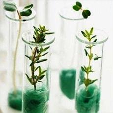 مقاله شناسایی هورمون های رشد در گیاهان    