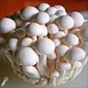 طرح کارآفرینی اختصاصی پرورش قارچ خوراکی