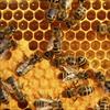 پروژه کارآفرینی پرورش زنبور عسل