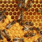 پروژه-کارآفرینی-پرورش-زنبور-عسل