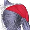 تجزیه و تحلیل فعالیت الکترومیوگرافی عضلات شانه