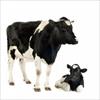پروژه کارآفرینی پرورش گاو شیری