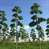 پروژه کارآفرینی کشت و استحصال محصول از درخت پائولونیا