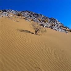تحقیق توسعه حیات در کویر Development of Life In Desert