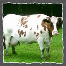 تحقیق رفع مشکلات ناباروری در گاوهای شیری
