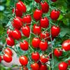 تحقیق درمورد تولید گوجه فرنگی