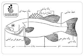 نمودار استخوان ماهی/fish bone diagram